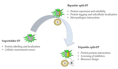 Development and Applications of Superfolder and Split Fluorescent.